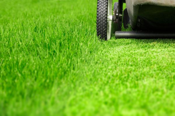 Cost of Weekly Lawn Care in Boca Raton