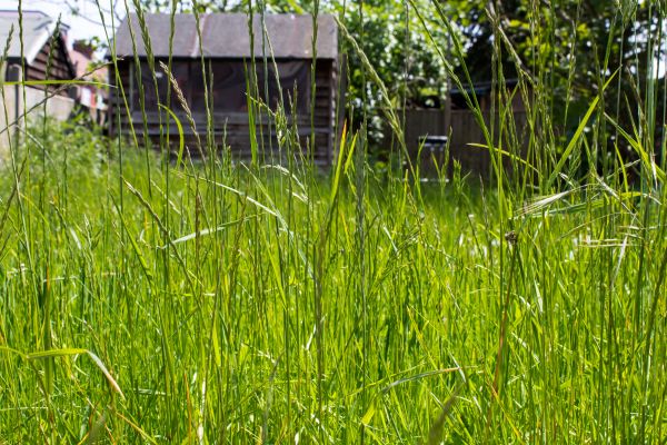 Cost of Overgrown Lawn Trimming in Boca Raton