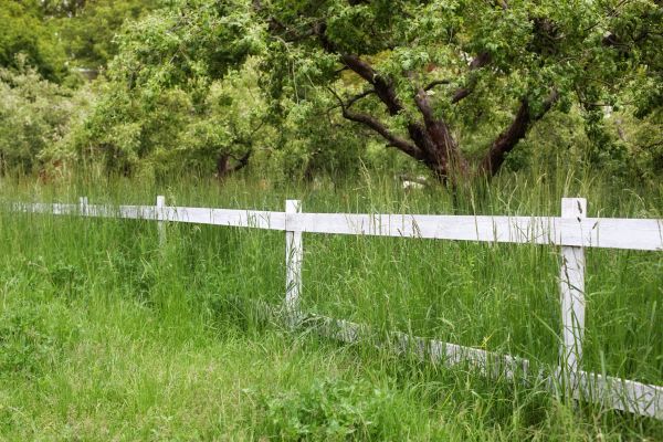 Cost of Fence Line Trimming in Boca Raton