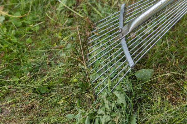 Cost of Thatch Raking in Boca Raton